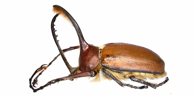 Golofa Eacus (Rhinocerous Beetle). Photo: Udo Schmidt